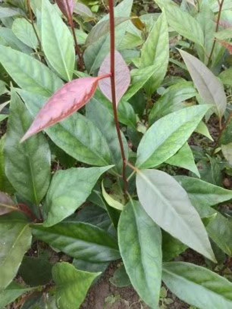 布福娜一年苗
