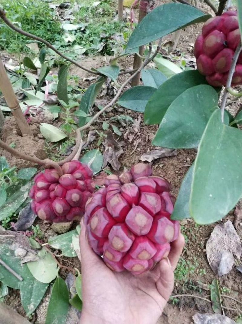 布福娜