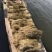 芦苇50~60cm
