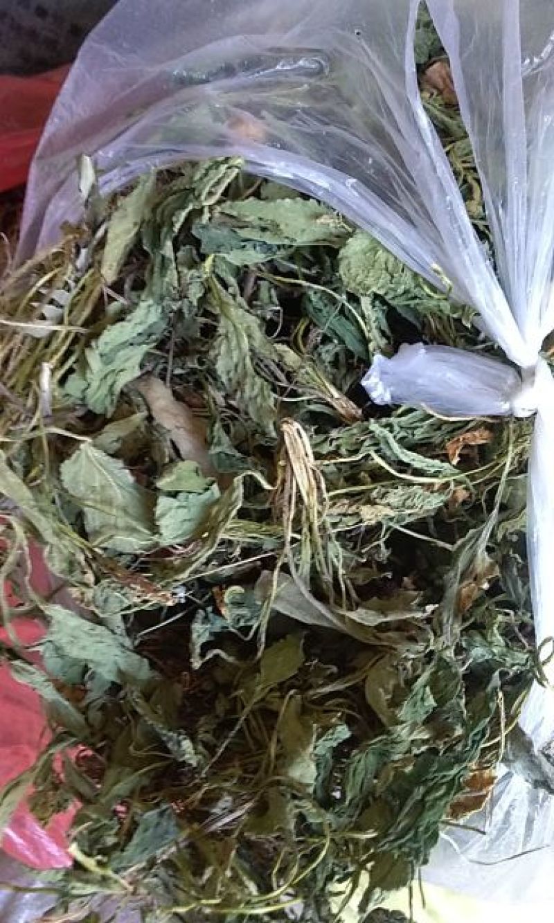 紫花地丁