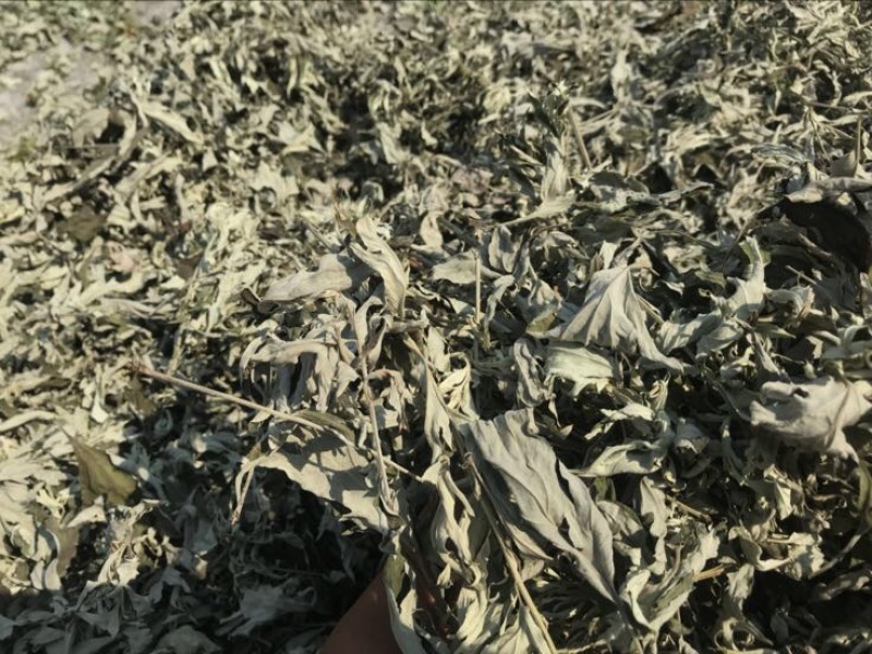 艾草蕲艾草，端午艾叶