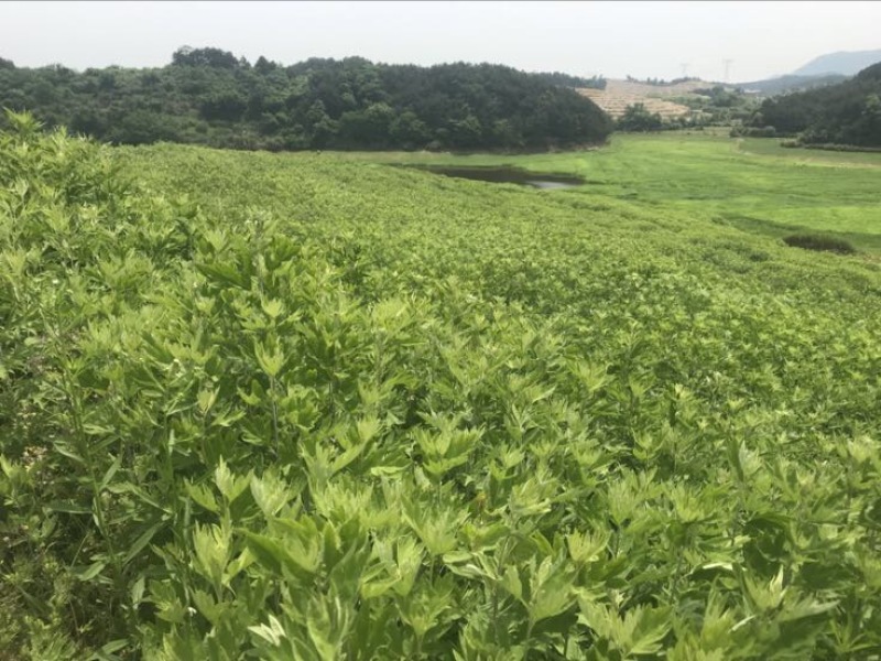 艾草蕲艾草，端午艾叶