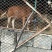 本地小黄牛