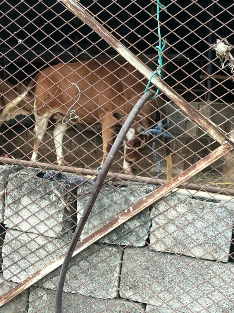 本地小黄牛