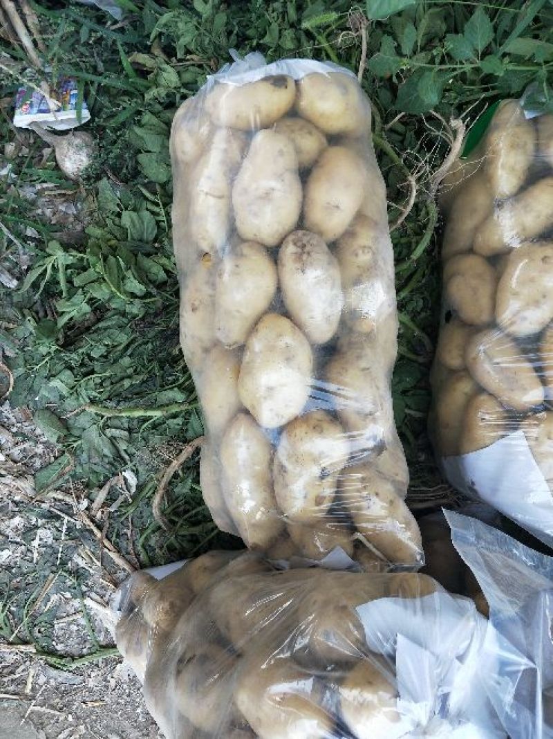 大量供应土豆