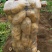 大量供应土豆