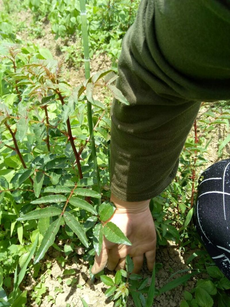 红袍花椒苗，50公分一年苗