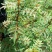 红袍花椒苗，50公分一年苗