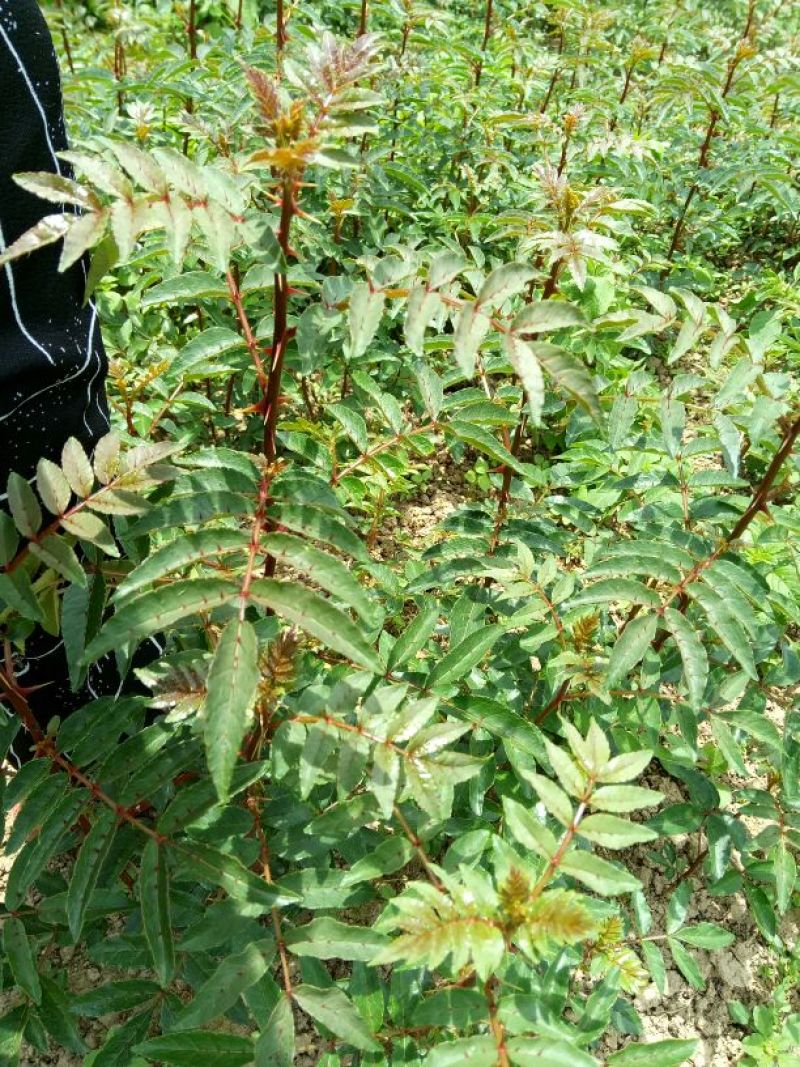 红袍花椒苗，50公分一年苗