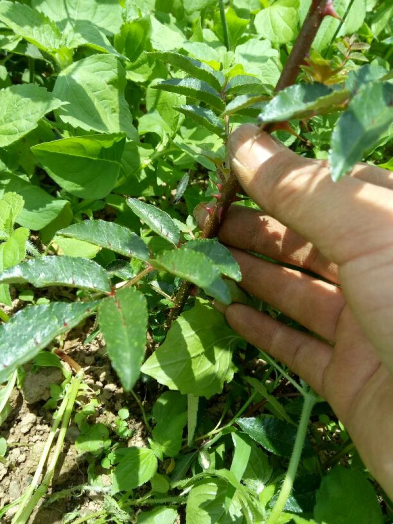 红袍花椒苗，50公分一年苗