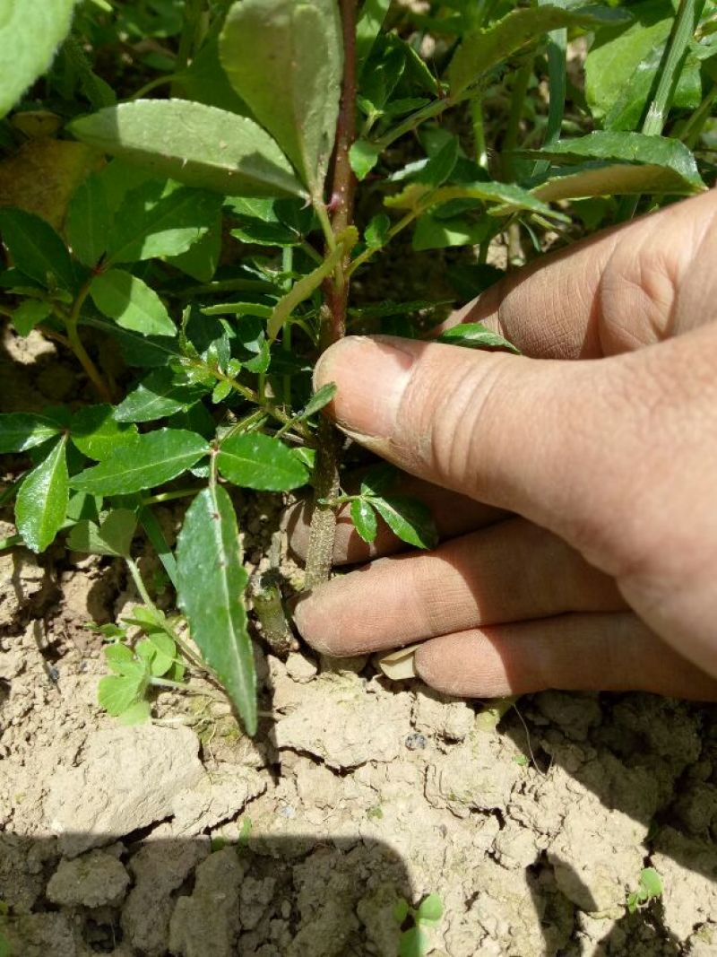 红袍花椒苗，50公分一年苗