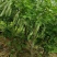 新品种嫁接皂角树苗基地直销