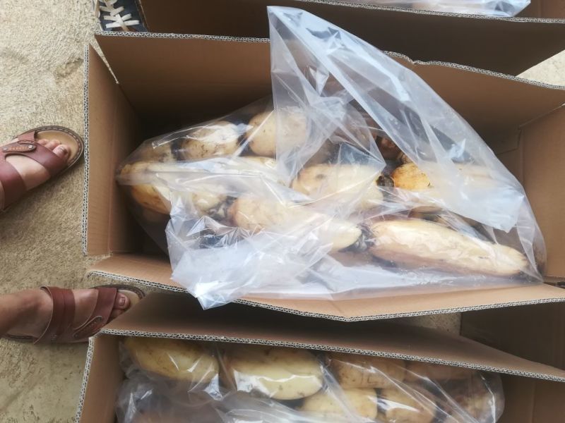 云南精品莲藕大量上市，产地直销，一手货源，量大从优，来电优惠