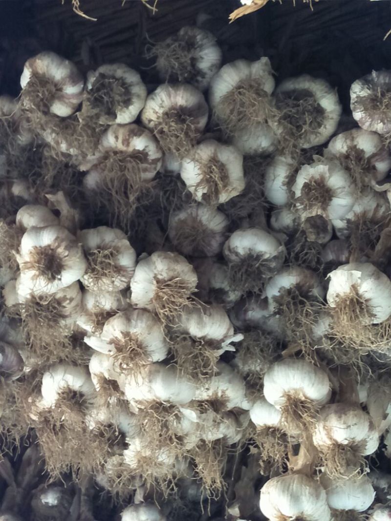 把子蒜大量上市要的联系