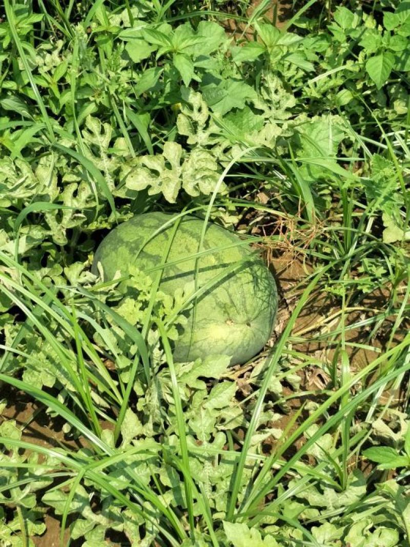 自己种植的头茬西瓜，甜不甜你说了算