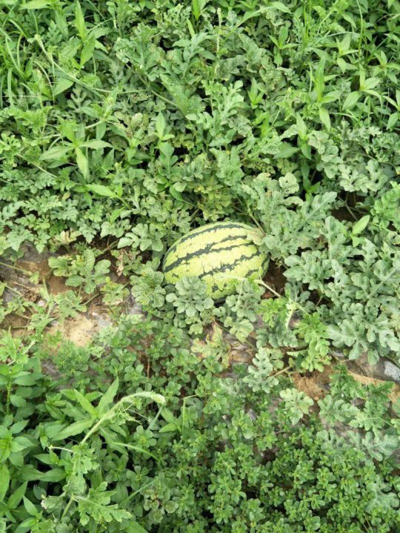 自己种植的头茬西瓜，甜不甜你说了算
