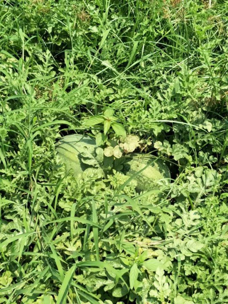 自己种植的头茬西瓜，甜不甜你说了算