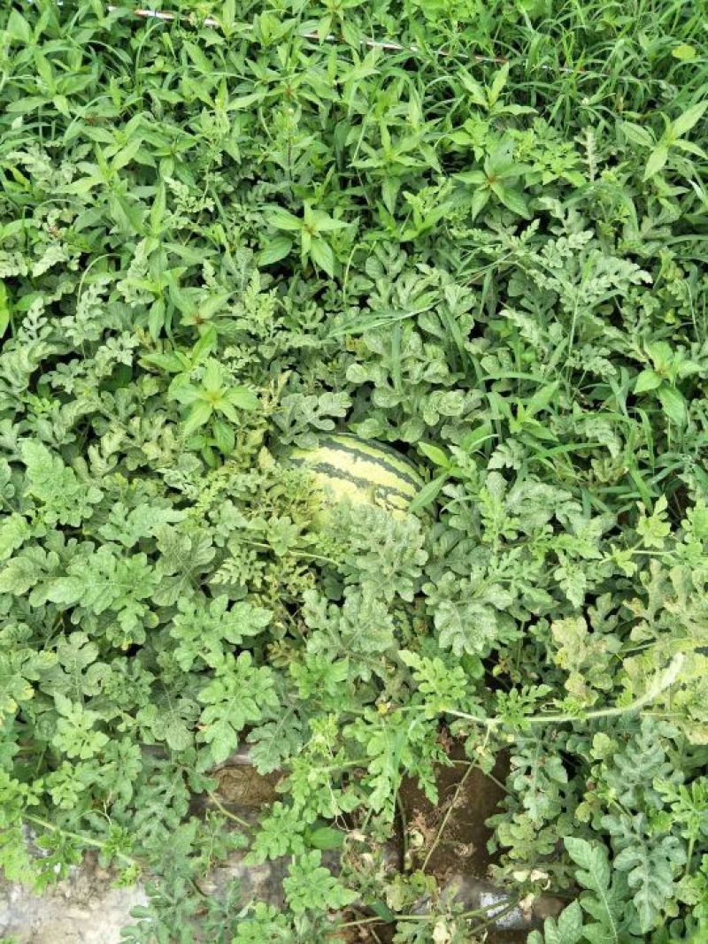 自己种植的头茬西瓜，甜不甜你说了算