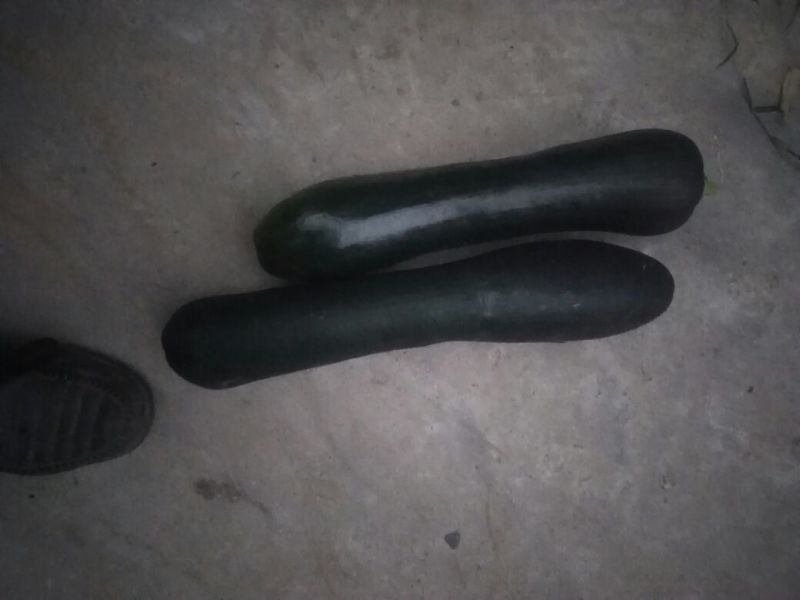精品小南瓜