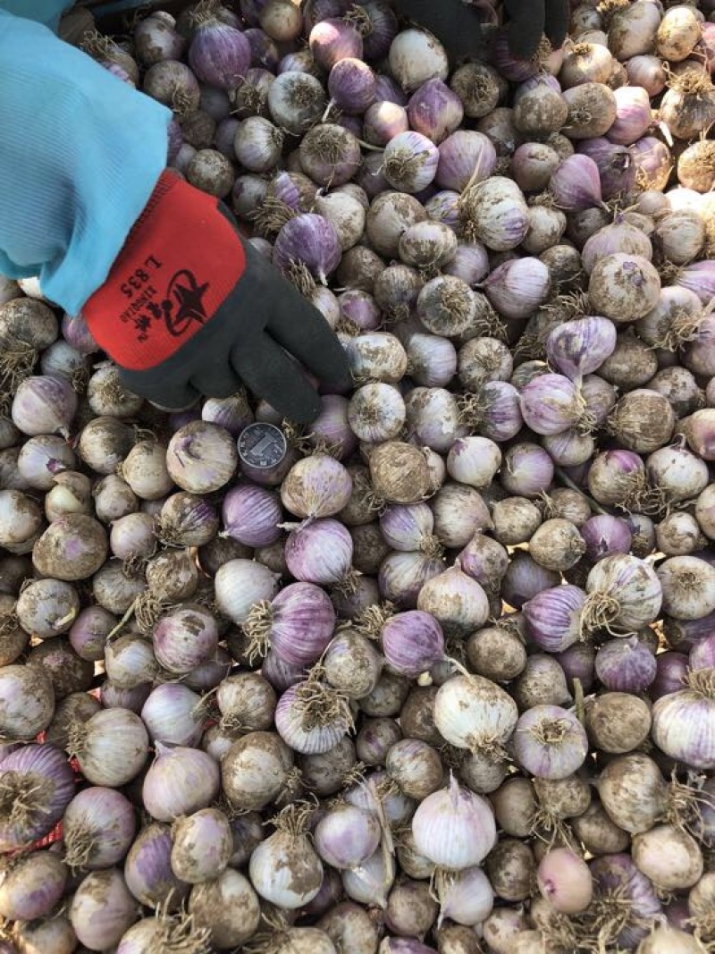 独头蒜质量好价格优，欢迎选购优质的服务，包您满意