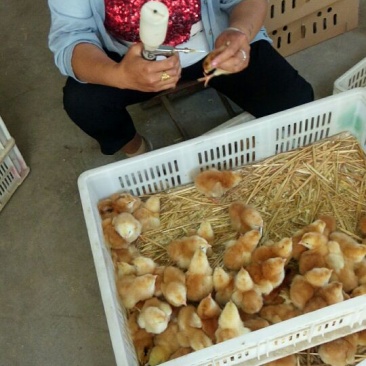 【诚信卖家】快大黄鸡苗快大型红玉鸡苗