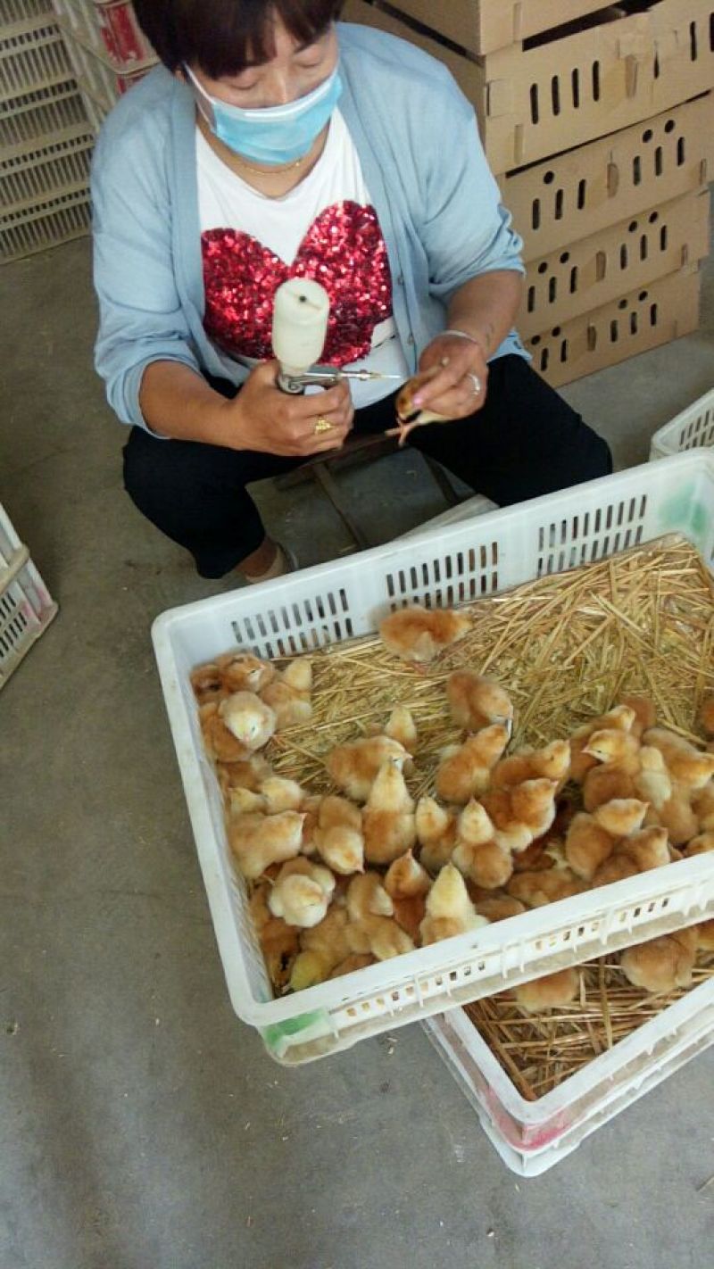 【诚信卖家】快大黄鸡苗快大型红玉鸡苗