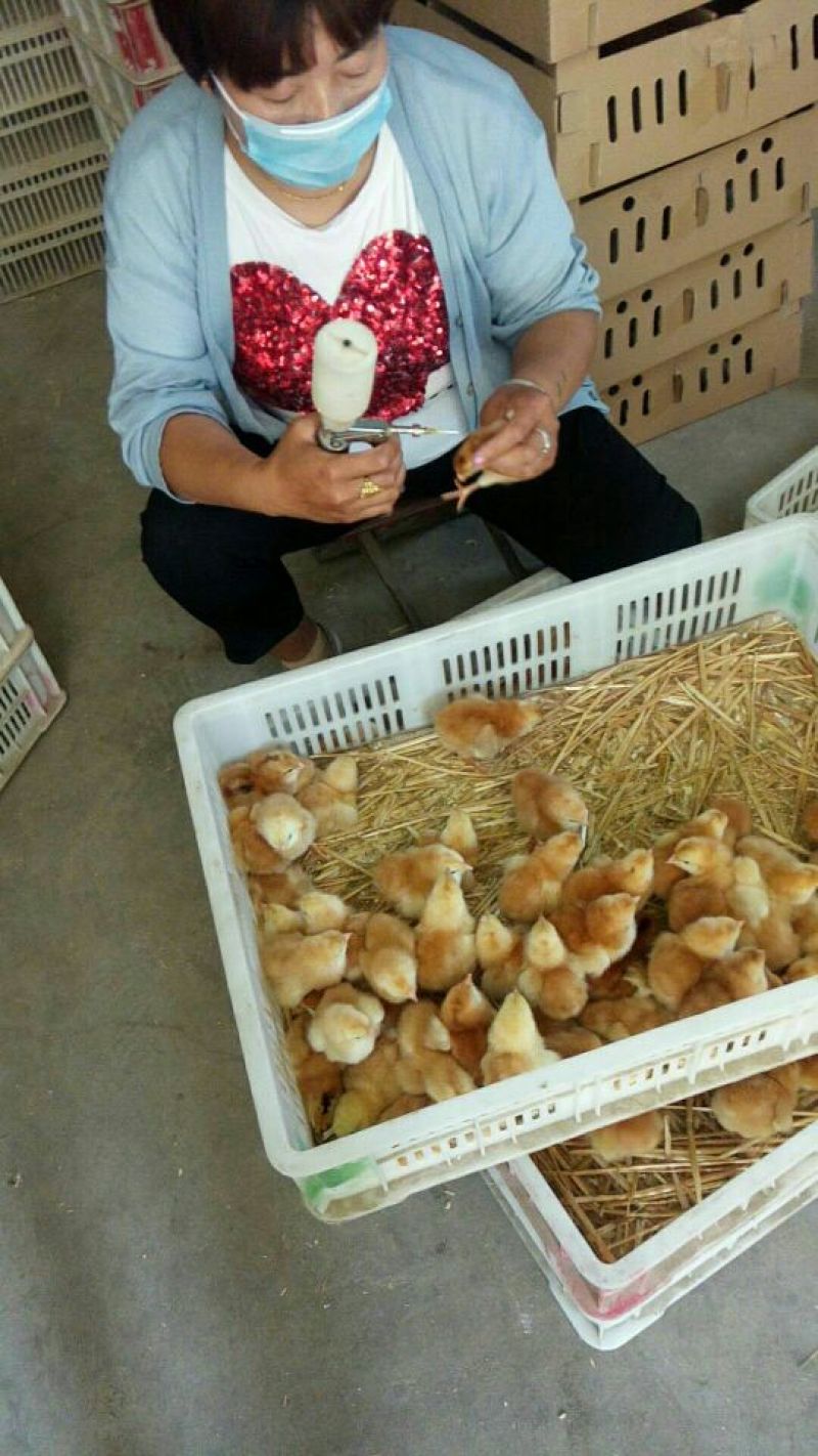 红玉鸡苗，青脚麻鸡鸡苗，芦花鸡苗，五黑鸡苗