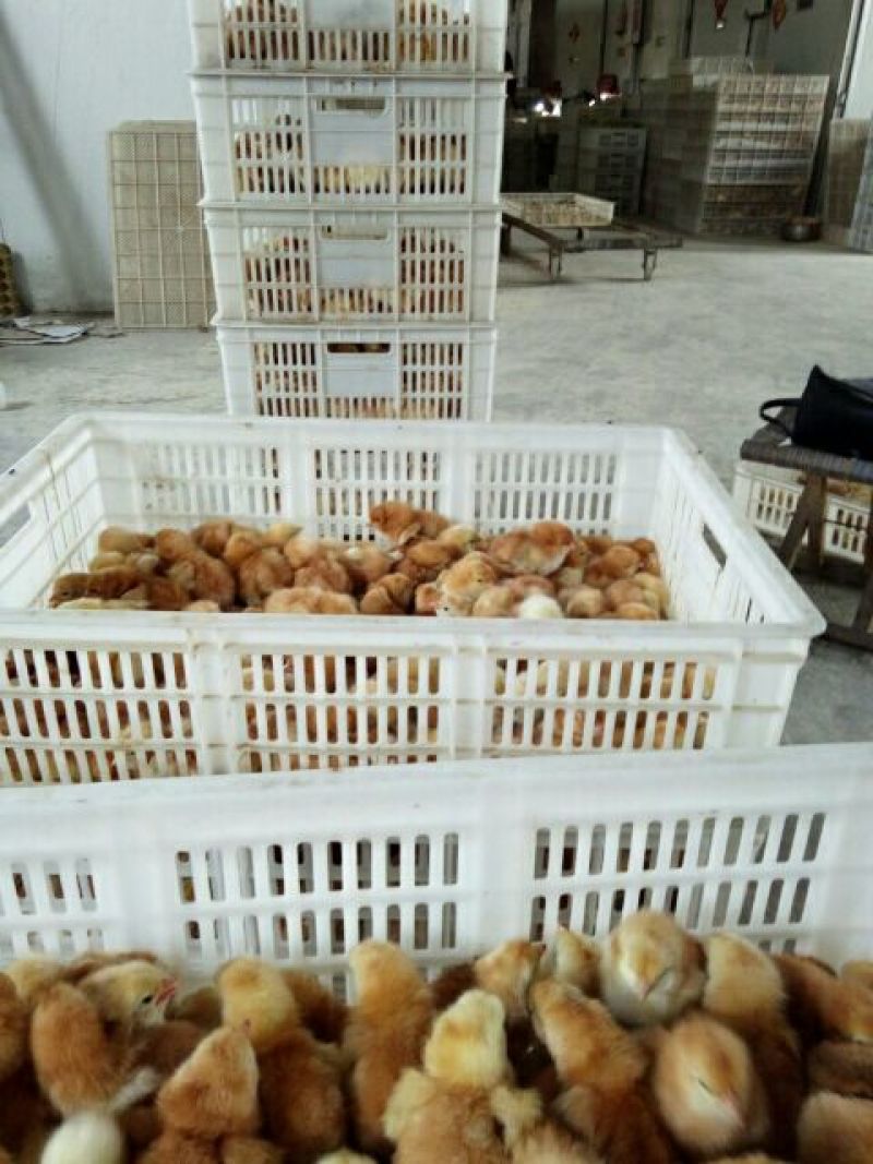 鸡苗，麻鸡鸡苗，笨鸡苗，红玉鸡苗，芦花鸡苗