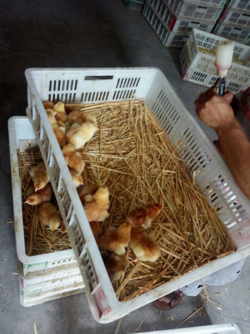 红玉鸡苗出壳苗35~45克