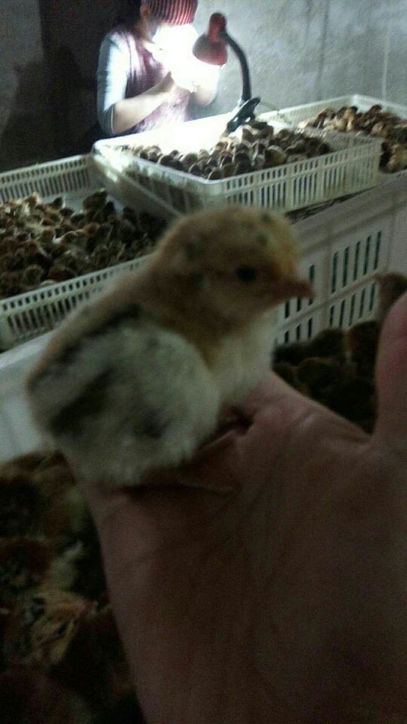 青脚麻鸡苗出壳苗35~45克