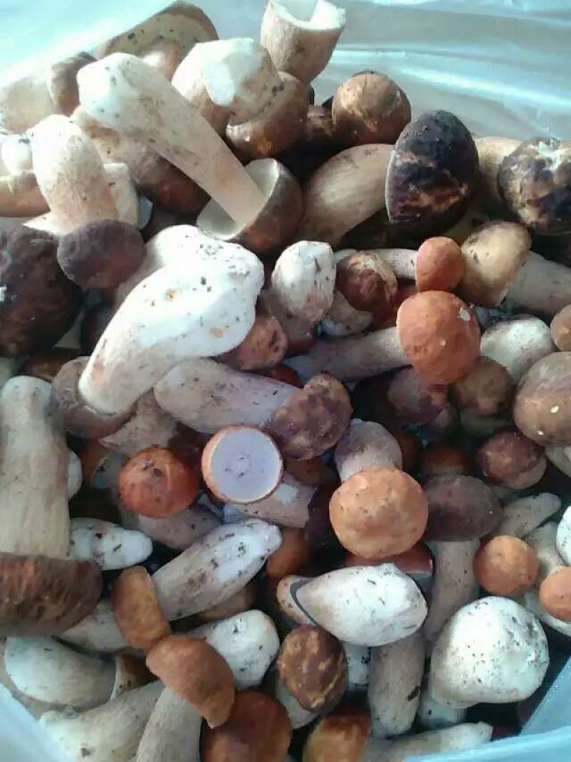 牛肝菌（美味），按菌的大小、菌伞的开放程度进行切片加工。