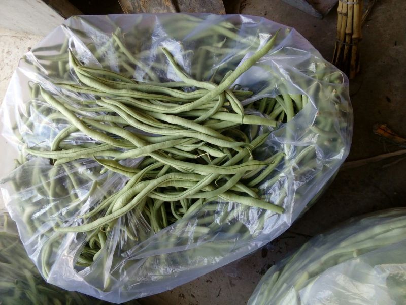 架豆王