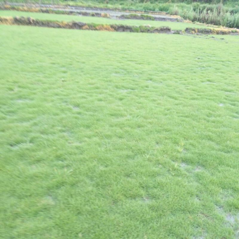 马尼拉草皮大处理