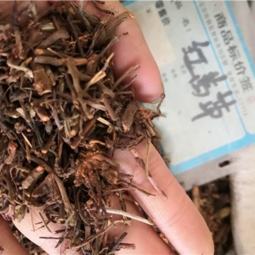 红茜草