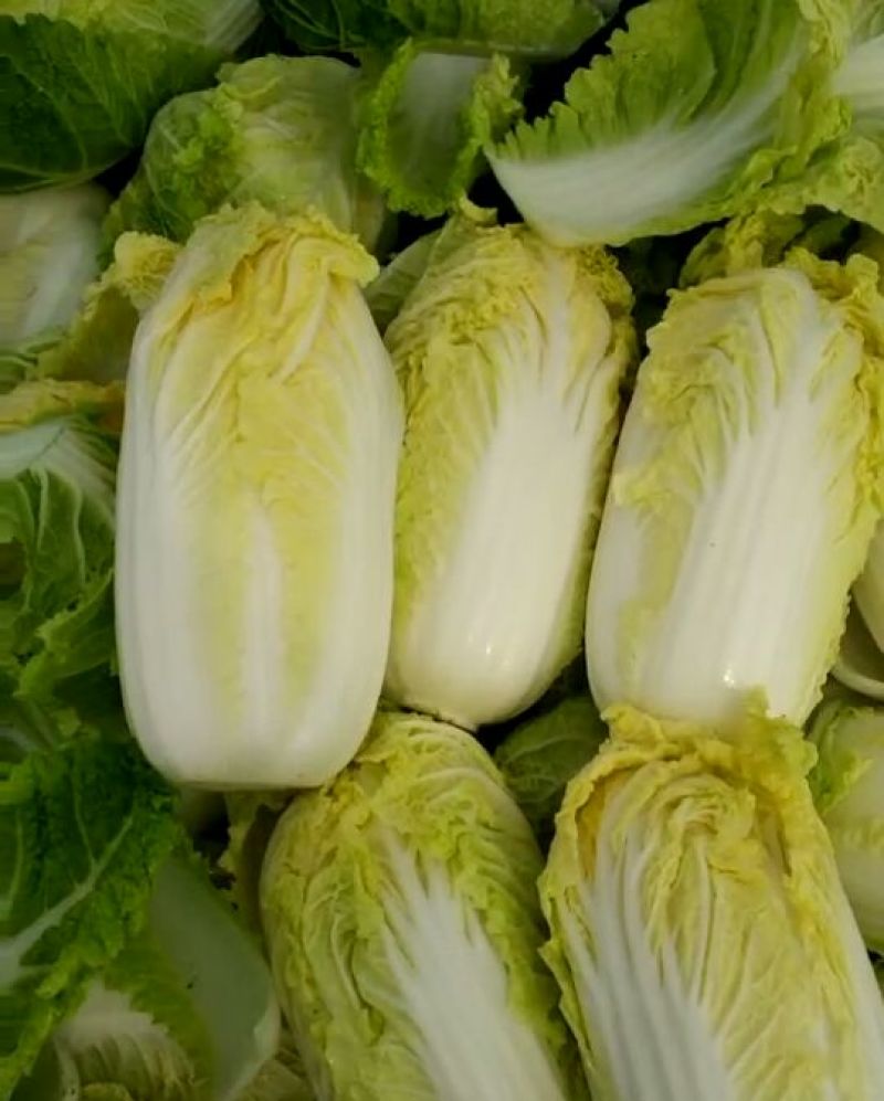 玲珑黄大白菜