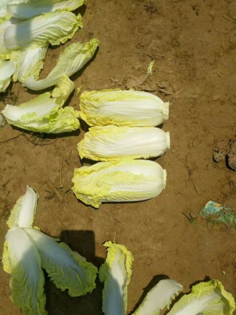 玲珑黄大白菜