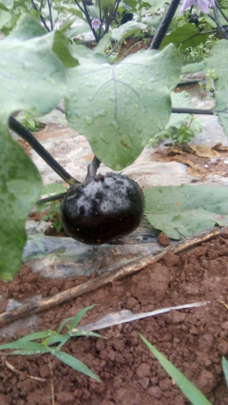 茄子大量上市