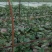 茄子大量上市