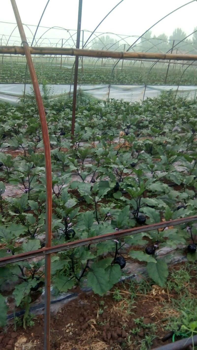 茄子大量上市