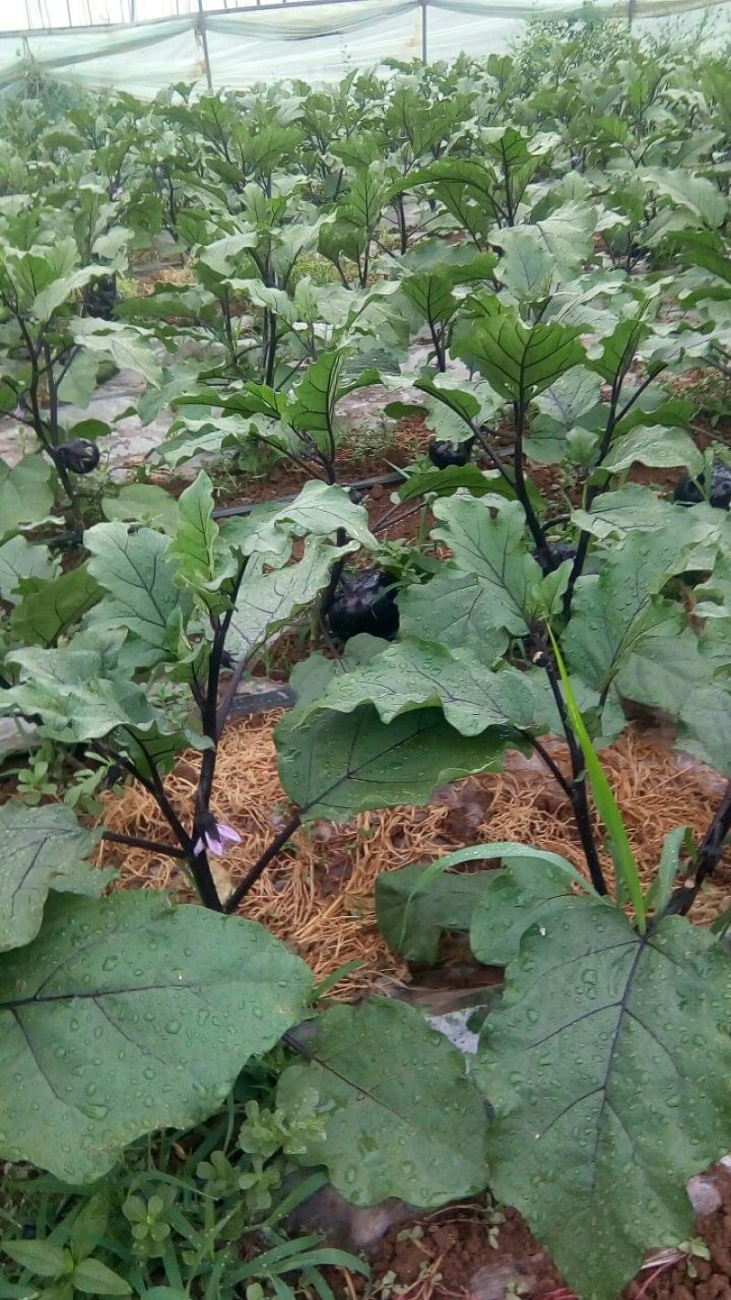 茄子大量上市