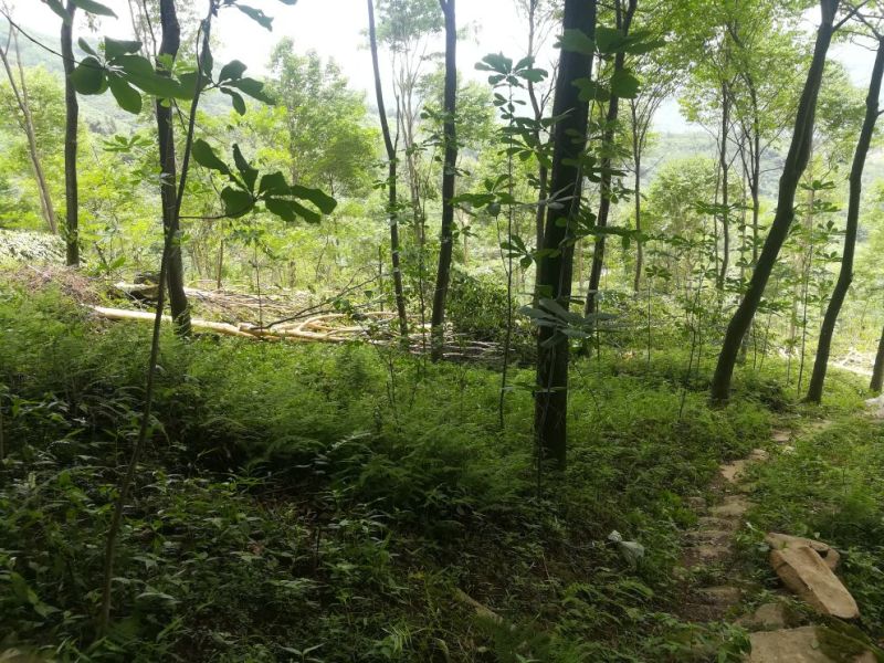 黄柏厚卜苗多规格大小树苗万亩种植示范基地