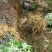 黄柏厚卜苗多规格大小树苗万亩种植示范基地
