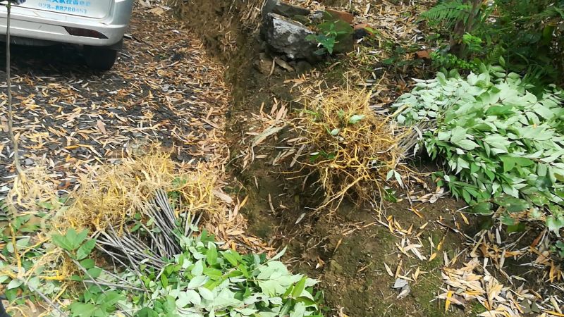 黄柏厚卜苗多规格大小树苗万亩种植示范基地