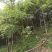 黄柏厚卜苗多规格大小树苗万亩种植示范基地