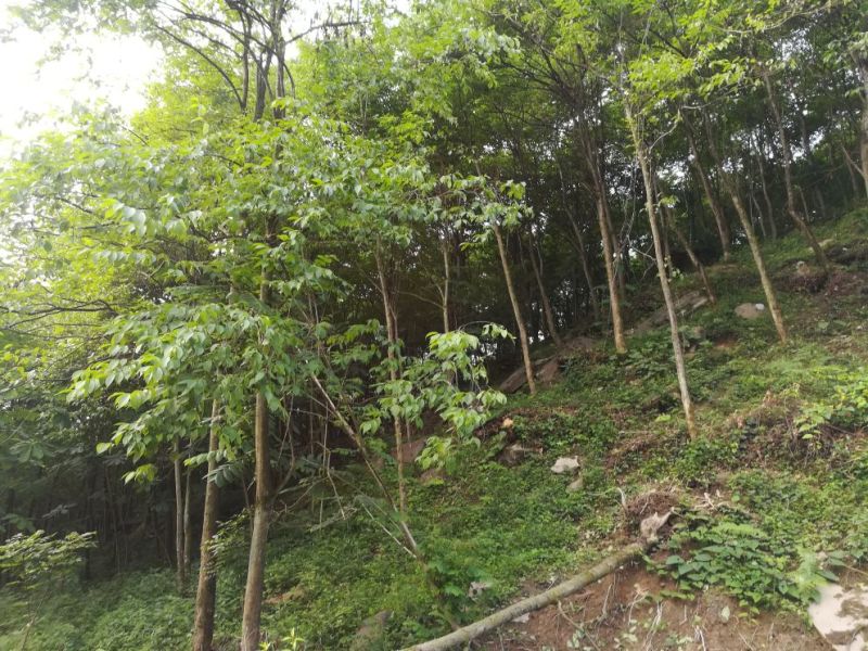 黄柏厚卜苗多规格大小树苗万亩种植示范基地