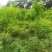 黄柏厚卜苗多规格大小树苗万亩种植示范基地