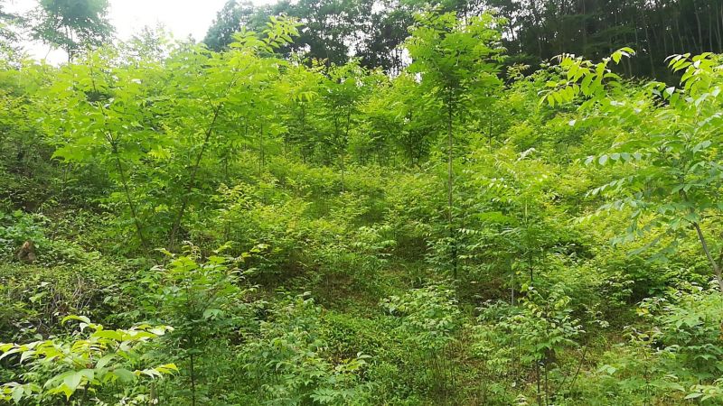 黄柏厚卜苗多规格大小树苗万亩种植示范基地