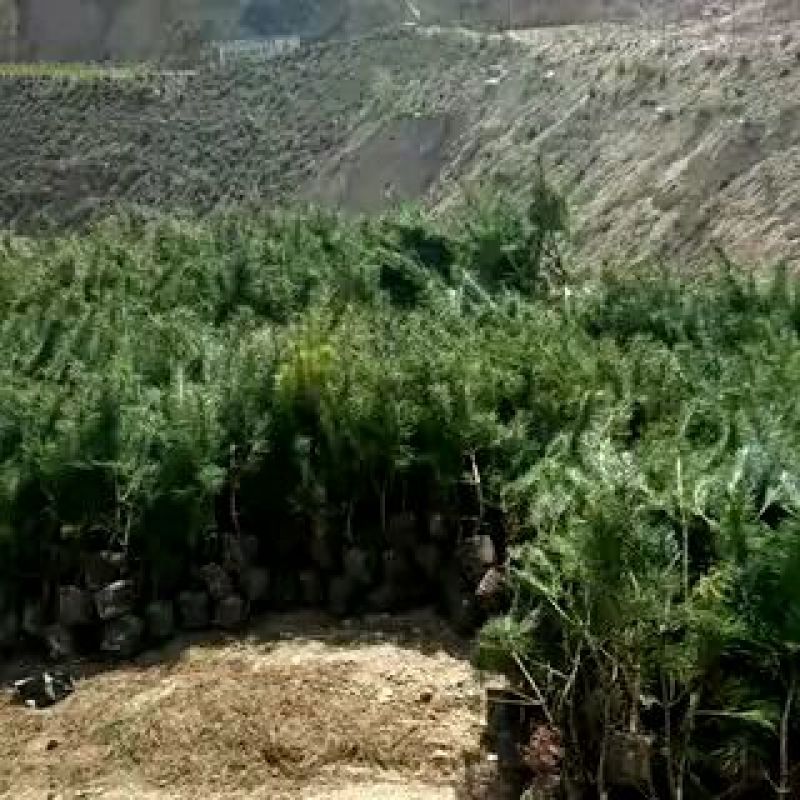 华山松一米起步，数量30万
