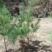 华山松一米起步，数量30万