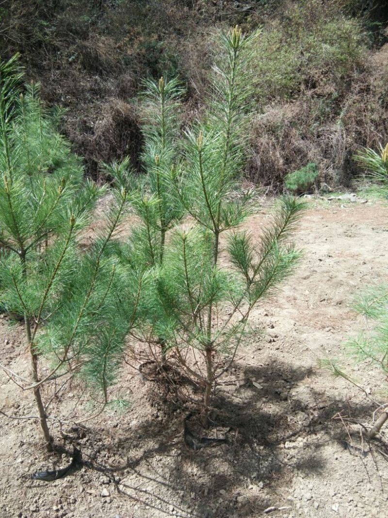 华山松一米起步，数量30万